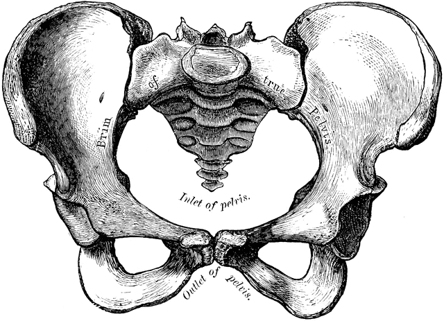 Pelvic Floor Health Through The Menopause Transition And Beyond 